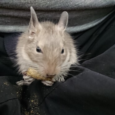 生後８週目の息子 膝の上でおやつタイム