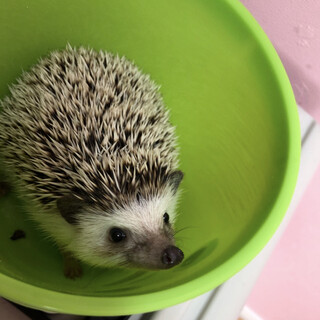 ハリネズミさんの里親を募集