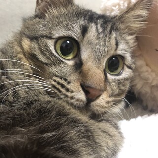 穏やかなゆづるくん（募集停止中）