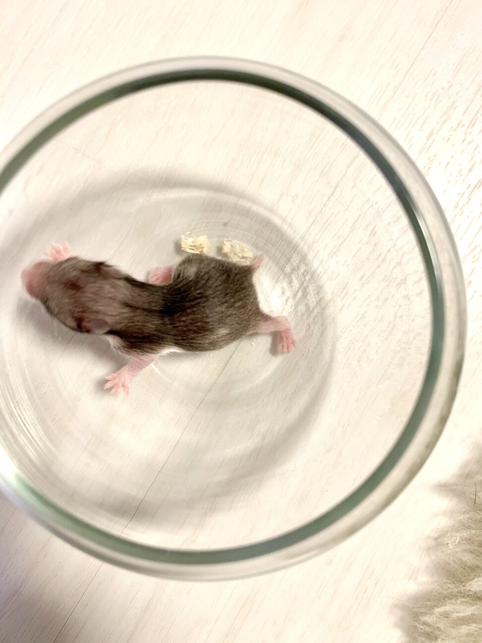 4/17誕生ゴルハムベビー(募集終了) サムネイル4