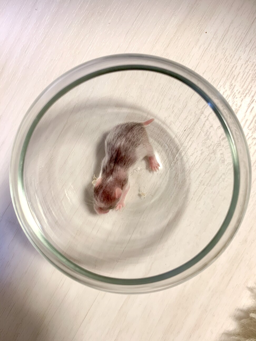 4/17誕生ゴルハムベビー(募集終了) サムネイル5