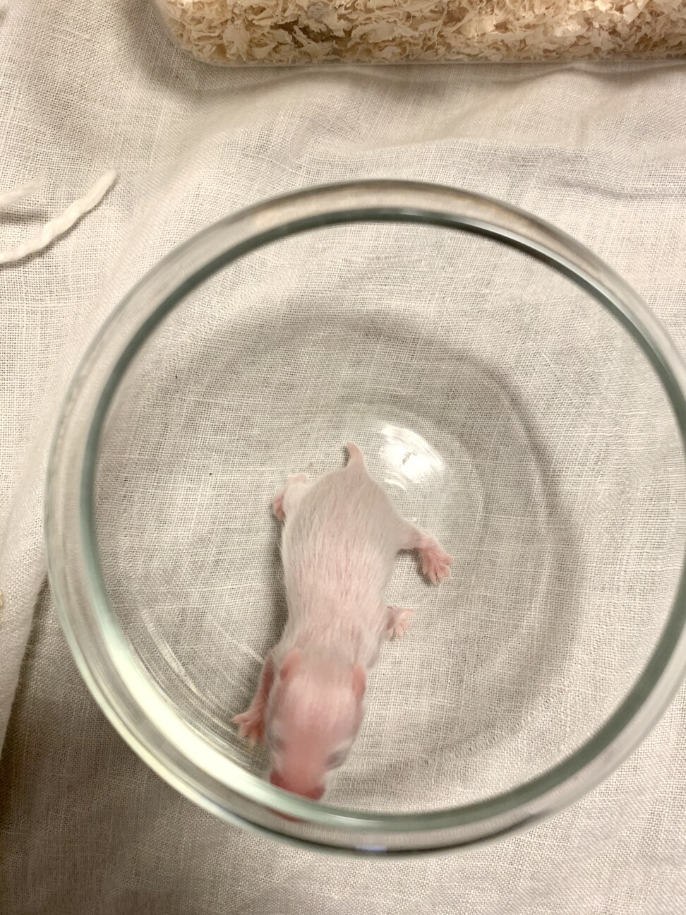 4/17誕生ゴルハムベビー(募集終了) サムネイル6