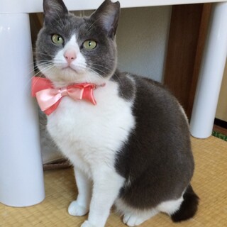 すみれちゃん♀人馴れ抜群◎甘えん坊