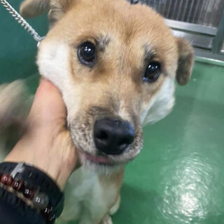 里親様決定しました！ありがとうございました✨