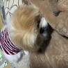 夢の中だよ〜 グウグウ