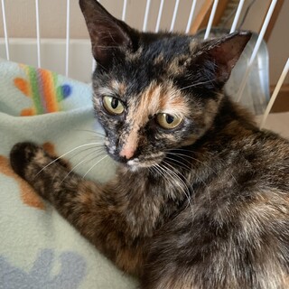 サビネコは最高にかわいい♡