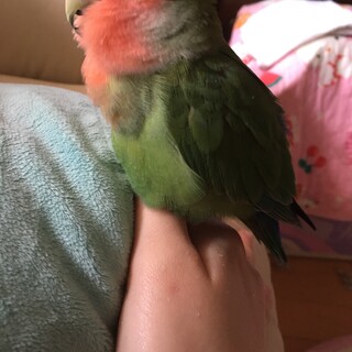 見つかりました！保護インコ