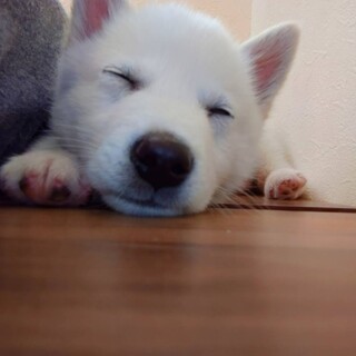 可愛すぎる１ヶ月半のシロクマのような男の子です✨