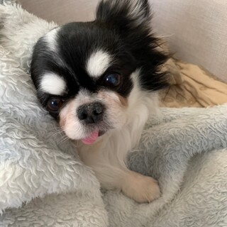 怖がりさんだけど甘えん坊で抱っこが好き♡ぽてくん