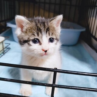 家族が出来ました♡キジ白子猫♂推定3月中旬生