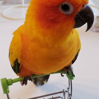 コガネメキシコインコ