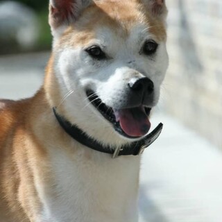 怖がりですが、慣れると人が大好き　トッポ