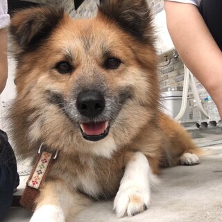 ブラッシング大好き　もふ