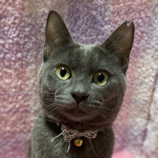 【募集一時停止中】くまちゃん