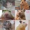 まるきんちゃん