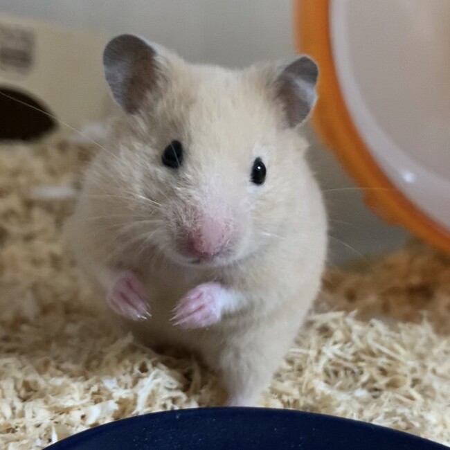 まるきんちゃんのカバー写真