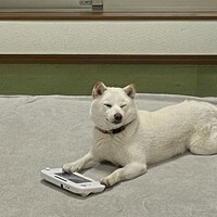 モイ