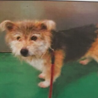 この子を助けてください。