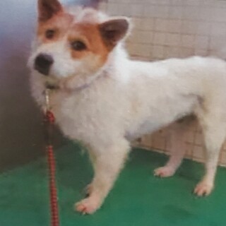 この子を助けてください。