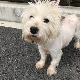 応募者多数のため締め切ります　推定4-5歳