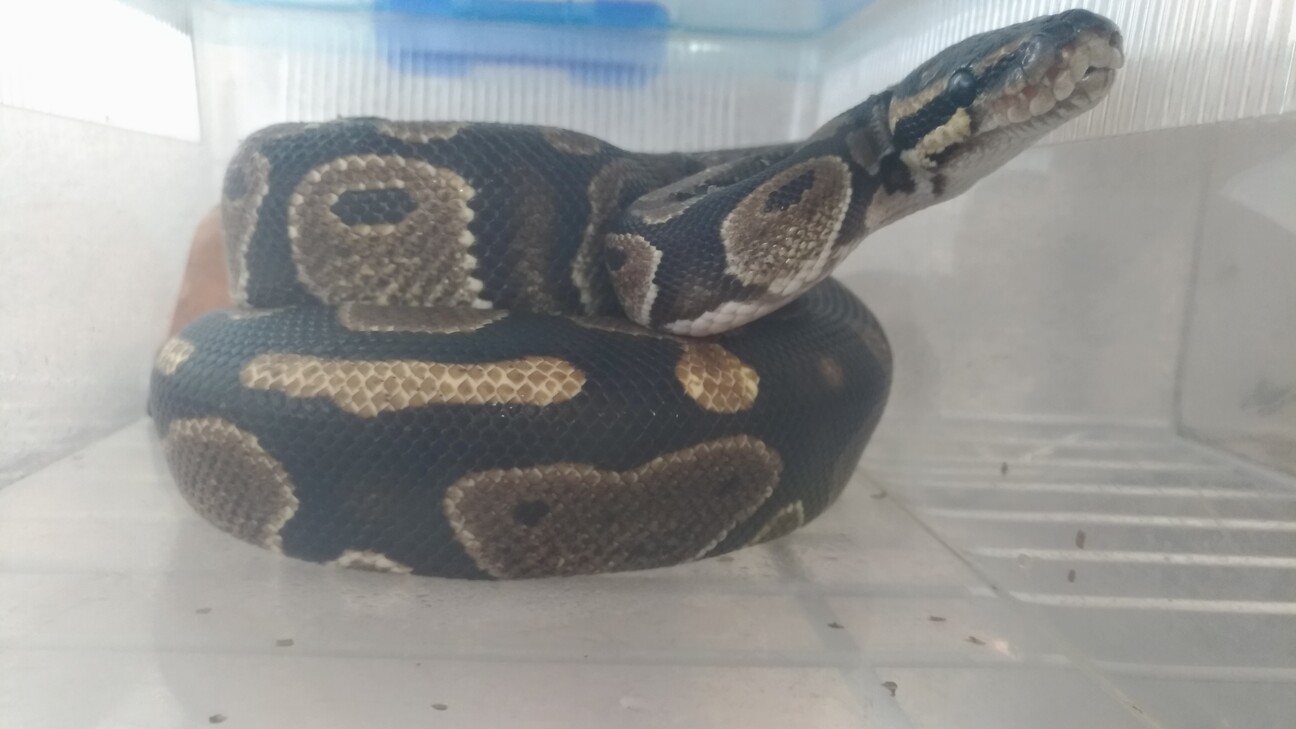 ボールパイソン ノーマル 京都府 爬虫類 他の里親募集 30 ペットのおうち 月間利用者150万人