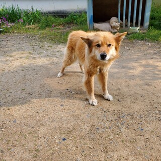 雑種の老犬です。