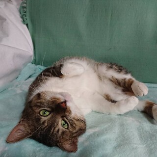 とても懐こいオスです（去勢ワクチントイレしつけ済）