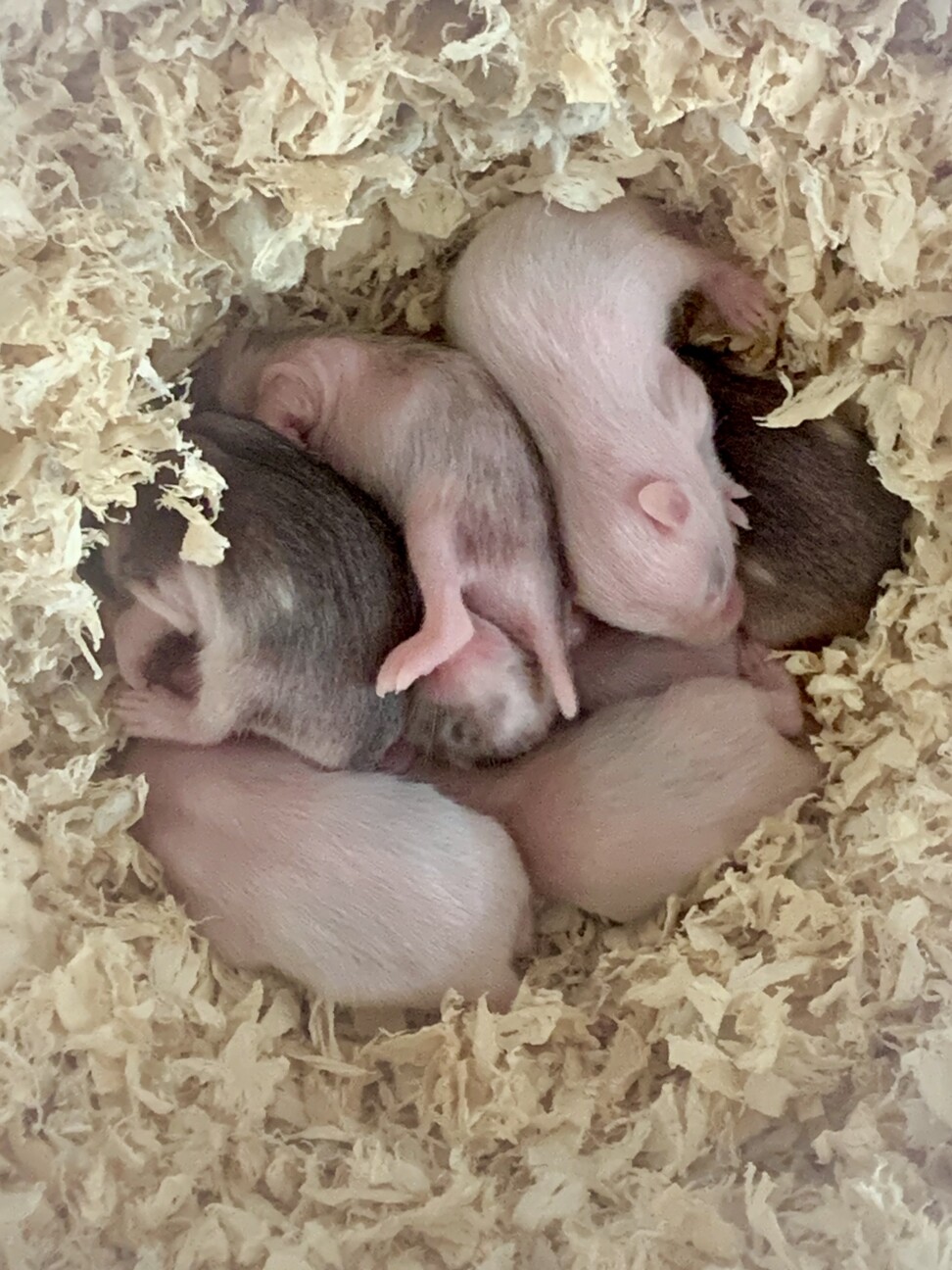 4/17誕生ゴルハムベビー(募集終了) サムネイル1