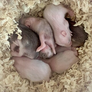 4/17誕生ゴルハムベビー(募集終了)