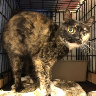 【慣れるとゴロゴロすり寄ってきます】