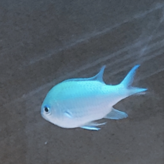 デバスズメダイ2匹引き取ってくださる方！