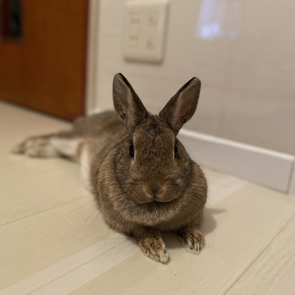 ルッカのカバー写真