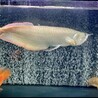 古代魚 大型魚 シルバーアロワナ 50± サムネイル2