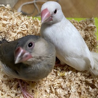 桜文鳥、白文鳥の里親様募集です　足が悪いです