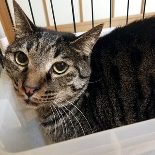 たくさん甘えさせてね♡キジトラ男の子