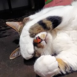 「ビビちゃん、ながおちゃん飼い主変更」サムネイル2