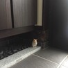 見張り中(o^^o)