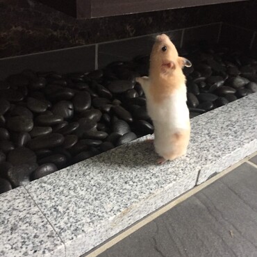 登れるかなぁ？