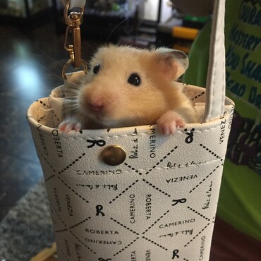 ヒョッコリ(≧∀≦)