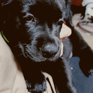 生後2ヵ月メス、性格はおとしく甘えん坊です。