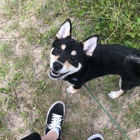 ごん