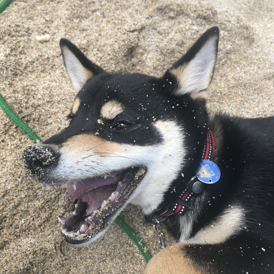 ごんのカバー写真