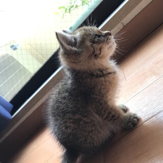 生後2ヶ月の子猫です！