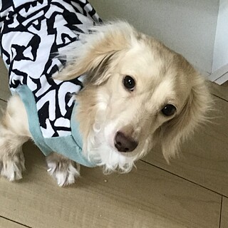 ダックス男の子　