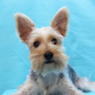 ヨークシャーテリアの女の子です。