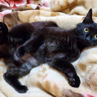 長毛 黒のナナちゃん 馴れています