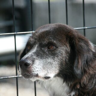 穏やかで優しい　しんちゃん