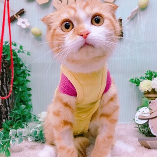 里親募集　猫　推定5か月