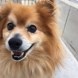 食いしん坊　人が好き　お散歩大好き　しし丸