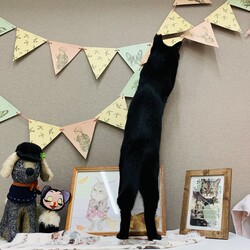 『保護猫のお見合い会』